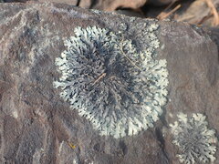 Xanthoparmelia conspersa
