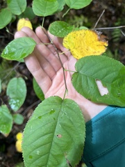 Amelanchier arborea