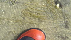 Ectocarpales