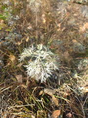 Artemisia sericea