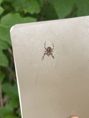 Neoscona domiciliorum