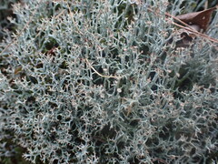 Cladonia furcata