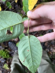 Amelanchier arborea