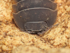 Armadillidium furcatum