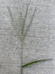 Digitaria ciliaris
