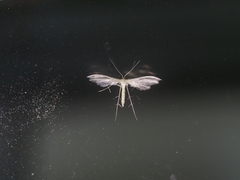 Pterophorinae