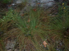 Aristida stricta