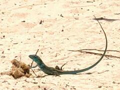 Cnemidophorus splendidus