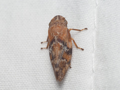 Aphrophora