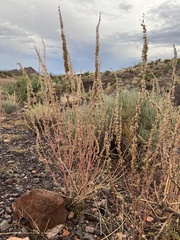 Amaranthus fimbriatus