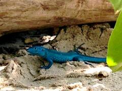 Cnemidophorus splendidus