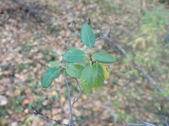 Rhododendron dauricum