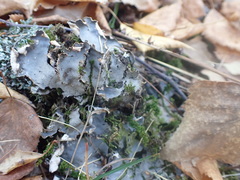 Peltigera aphthosa