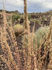 Amaranthus fimbriatus