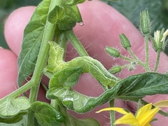 Trichoplusia ni