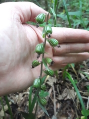 Epipactis
