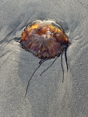 Chrysaora fuscescens