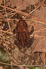 Bufo sachalinensis