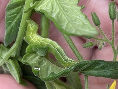 Trichoplusia ni