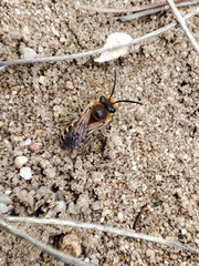 Colletes hederae