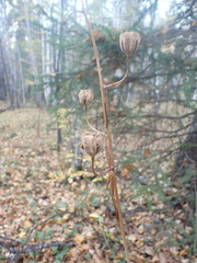 Lilium martagon pilosiusculum