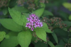 Spiraea japonica