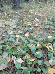 Pyrola asarifolia incarnata