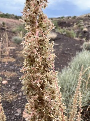 Amaranthus fimbriatus