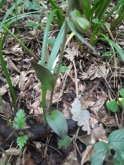 Epipactis