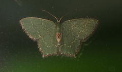 Hemithea tritonaria