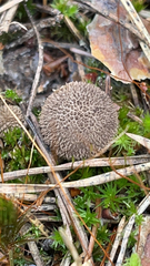 Lycoperdon echinatum
