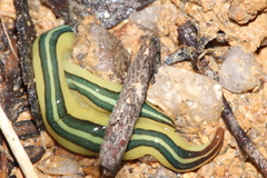 Caenoplana dubia