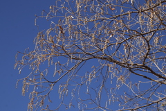 Croton