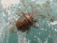 Antiteuchus sepulcralis