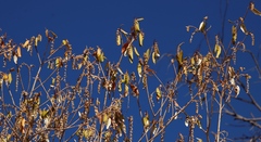 Croton