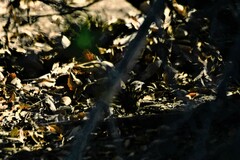Melospiza melodia