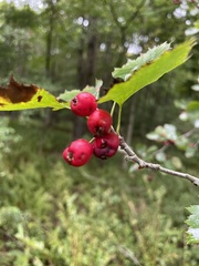 Crataegus punctata