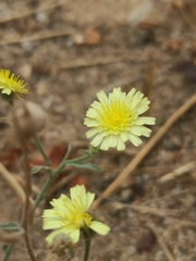 Andryala integrifolia