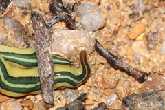 Caenoplana dubia