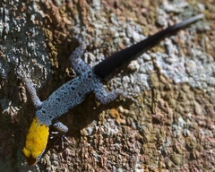 Gonatodes albogularis