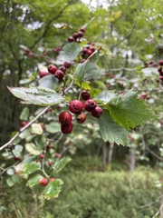 Crataegus punctata