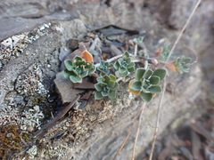 Odontarrhena obovata