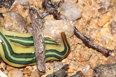 Caenoplana dubia
