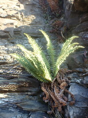Dryopteris fragrans