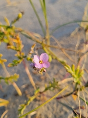 Cakile maritima
