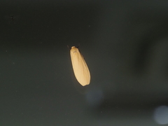 Danielithosia immaculata