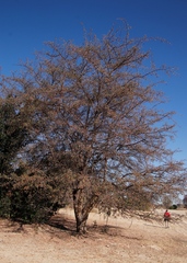 Diospyros