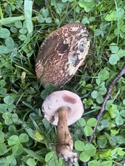 Porphyrellus sordidus