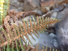 Dryopteris fragrans