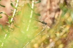 Pachydiplax longipennis